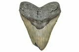 Huge, Fossil Megalodon Tooth - Feeding Damaged Tip #342152-1